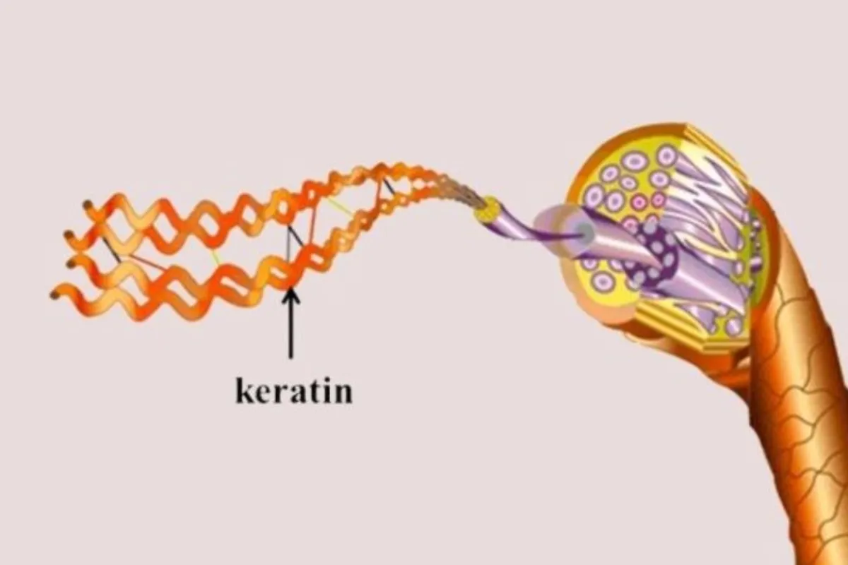 Keratin là gì?